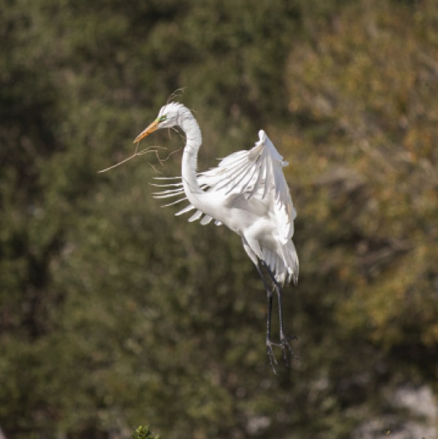 Great Egret with Stick
Venice Area Audubon Rookery
Venice Florida